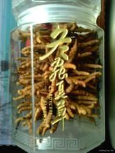 虫草回收